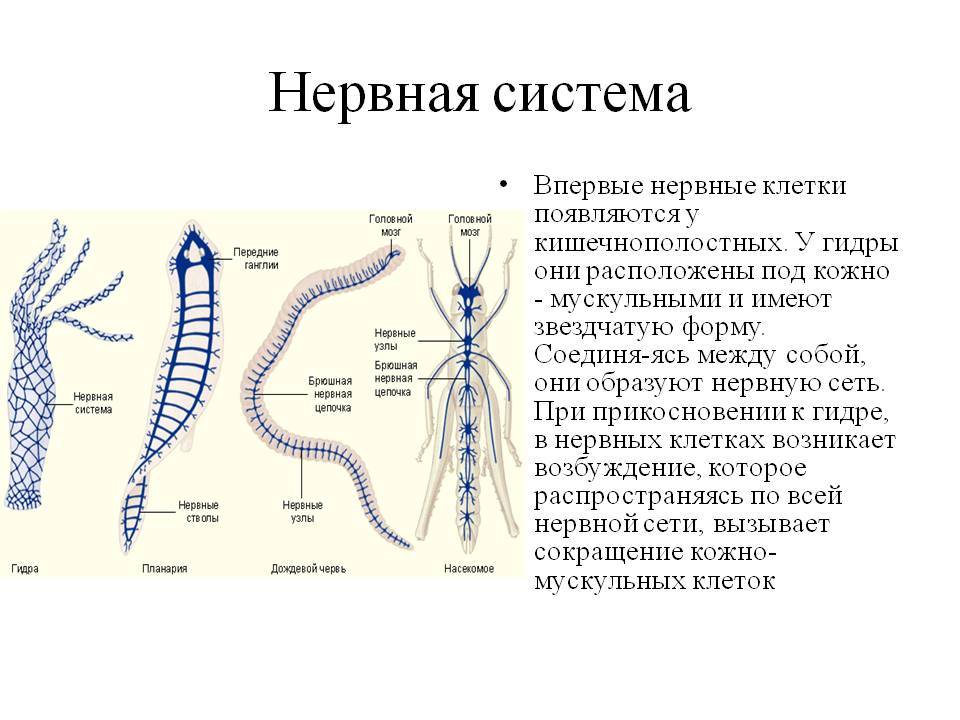 Кракен современный маркет